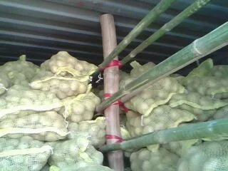 Potato